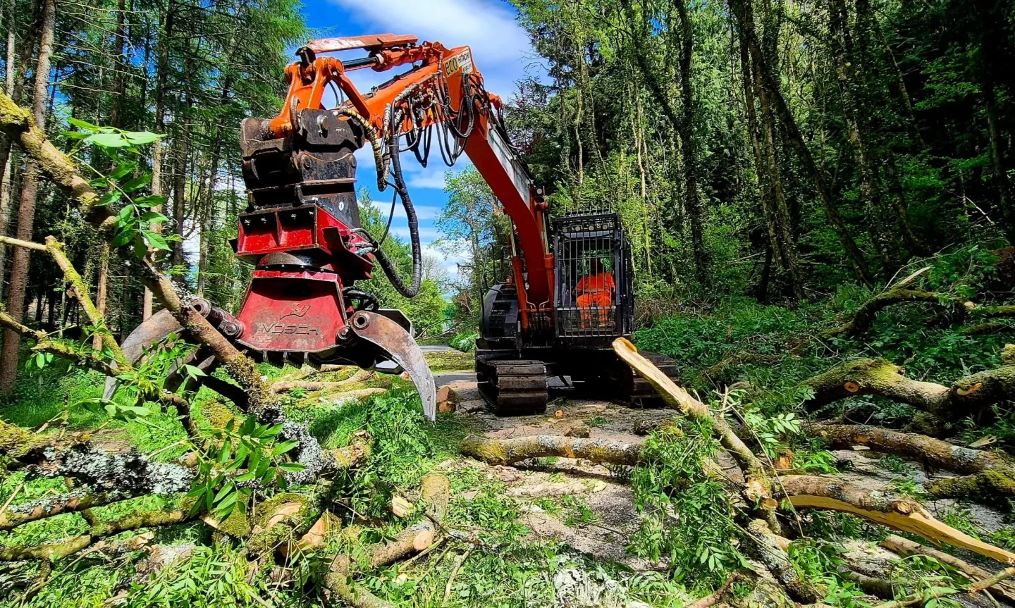 Ash Dieback clearing