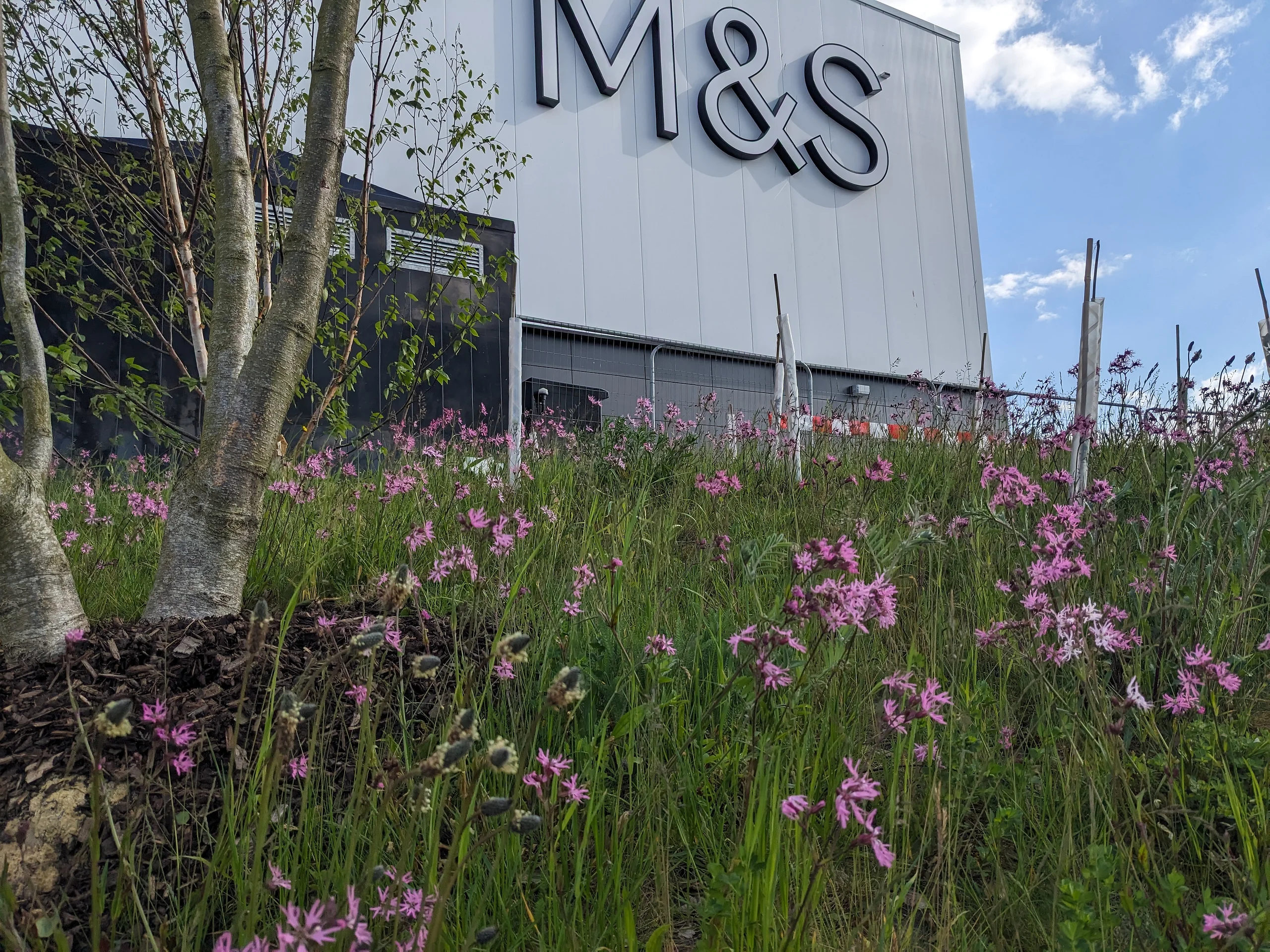 Landscaping at the new Marks & Spencer Weymouth