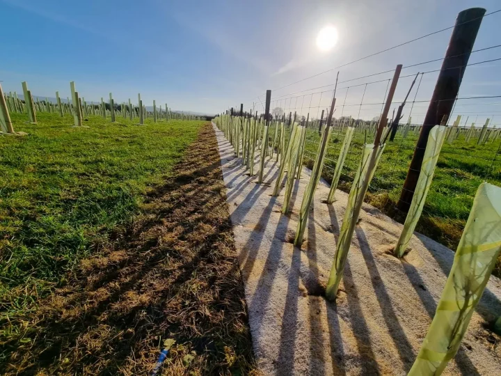 Tree Planting at Scale