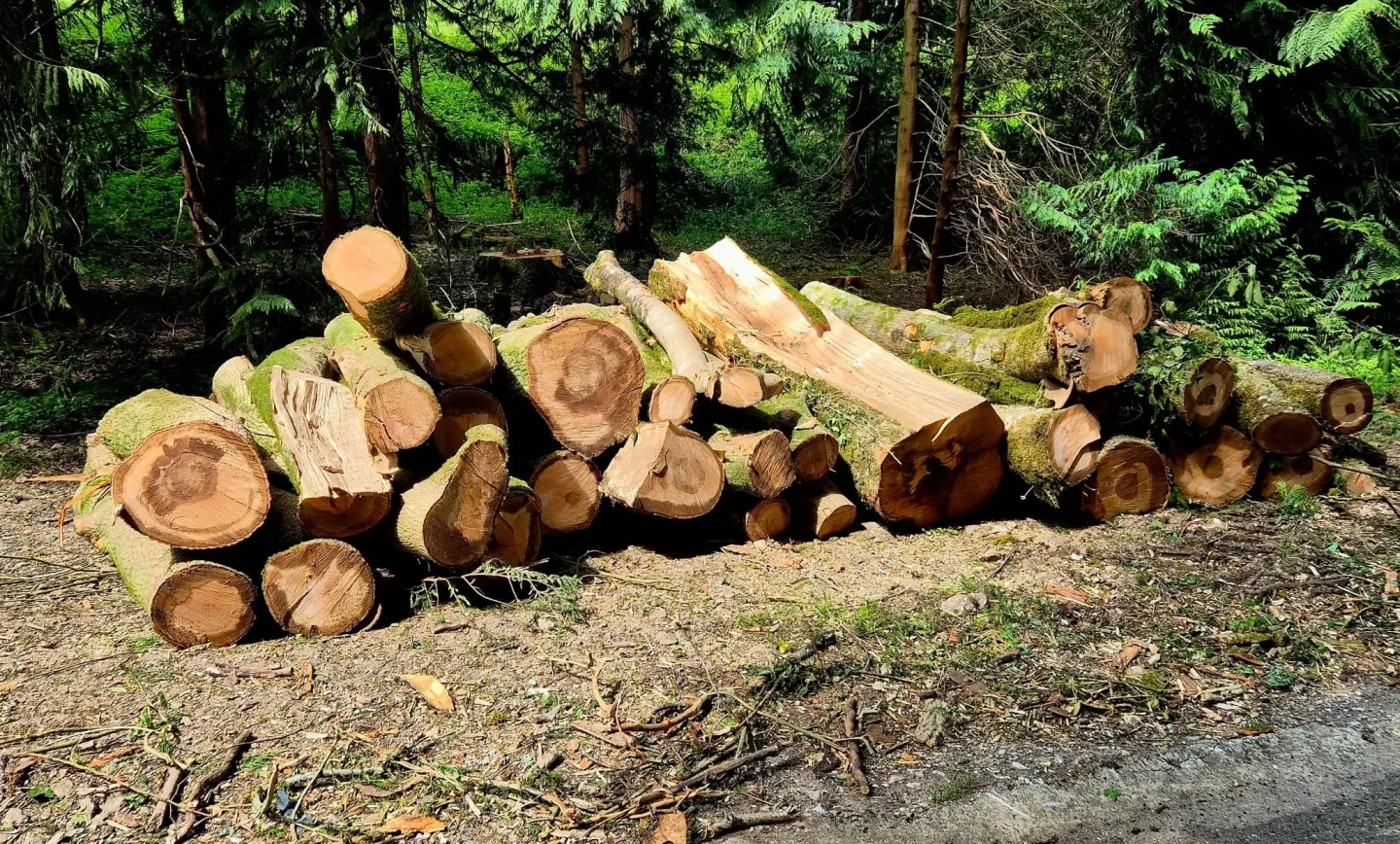 Ash Dieback log pile