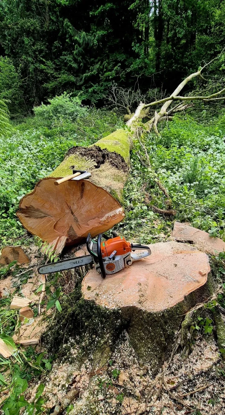 Felled tree with Ash Dieback