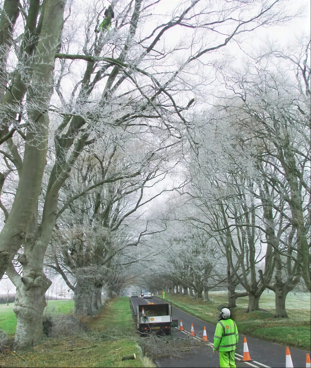 Knighton Countryside Tree Surgeons