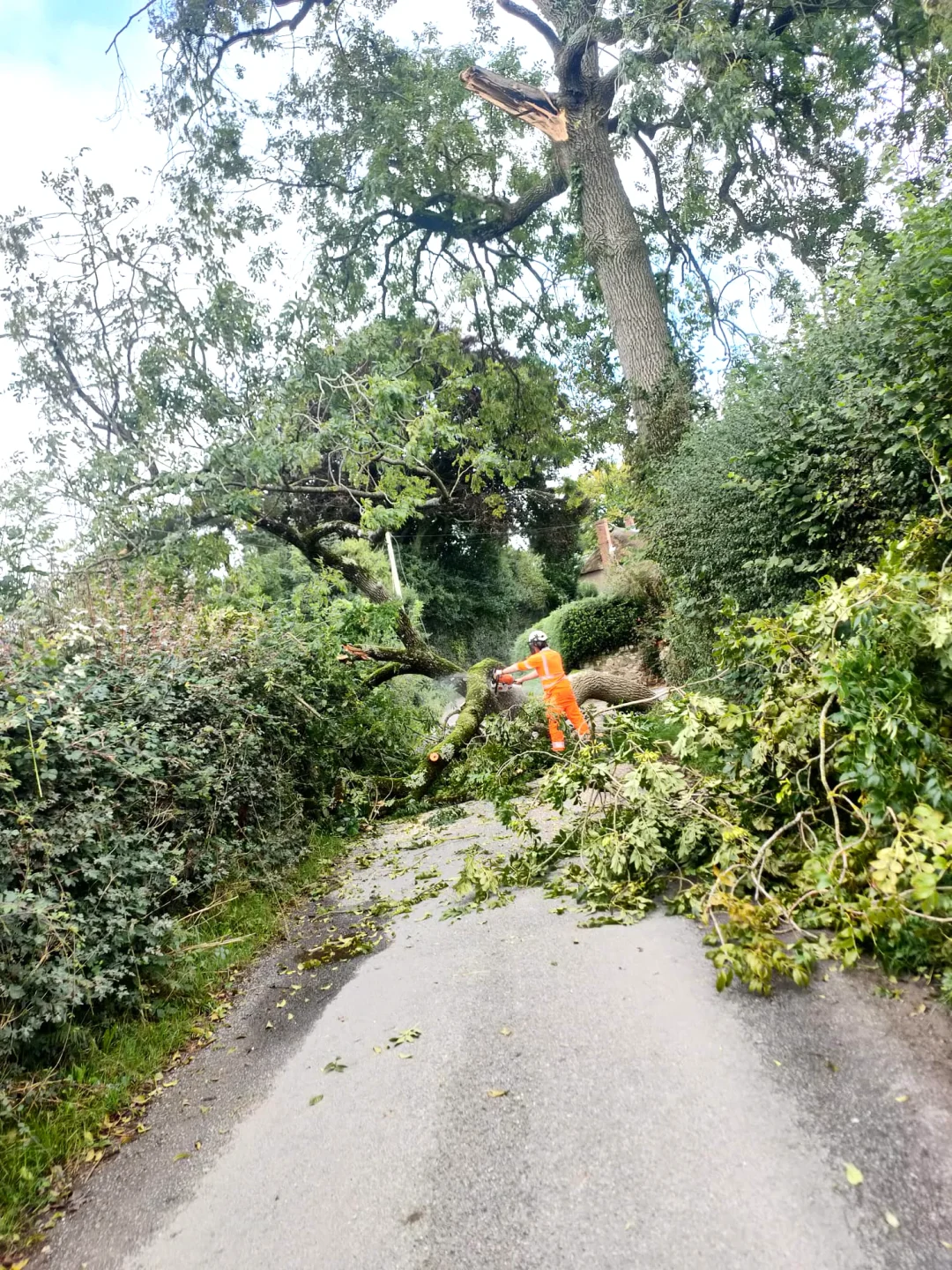 Emergency tree clearance