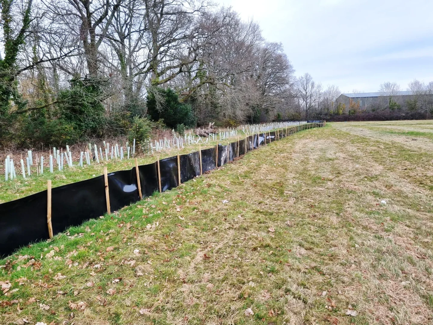 Hedge planting
