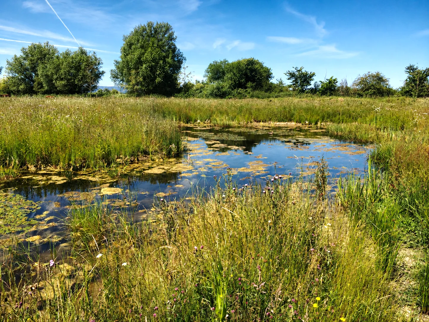 Habitat creation – pond after