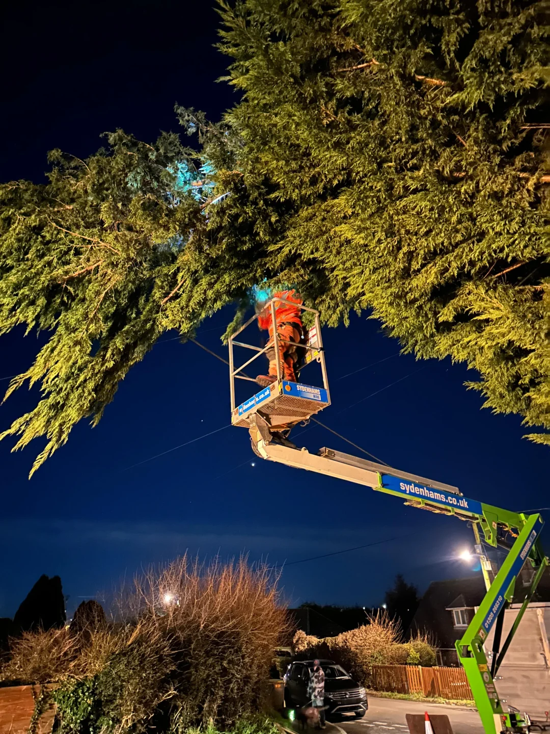 Dangerous Tree Works