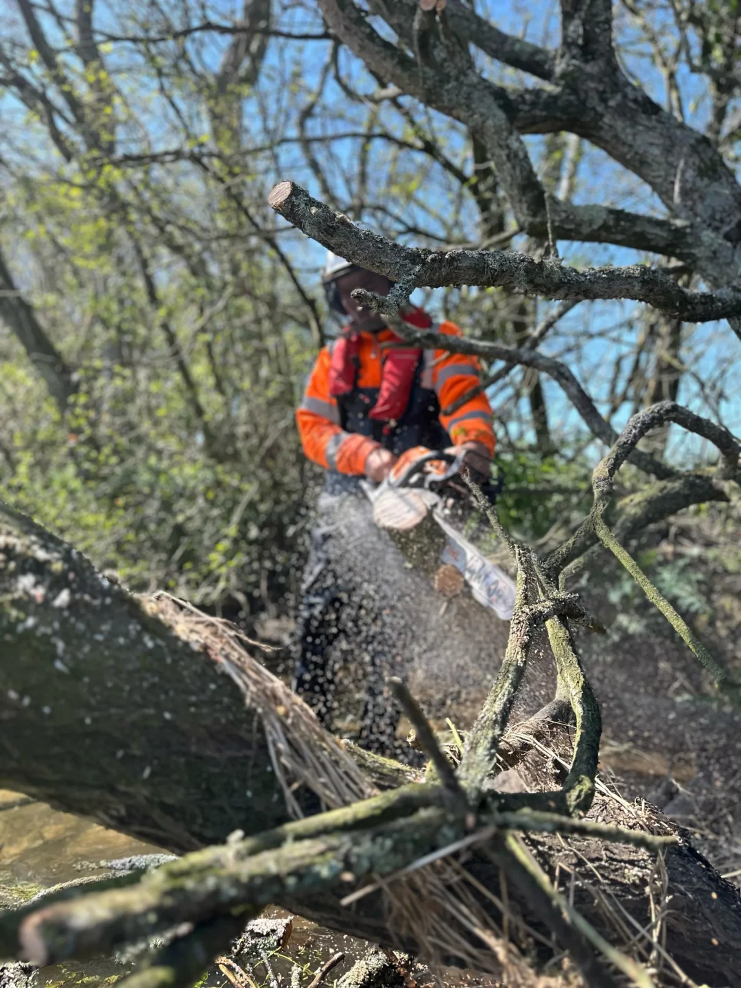 Tree clearance