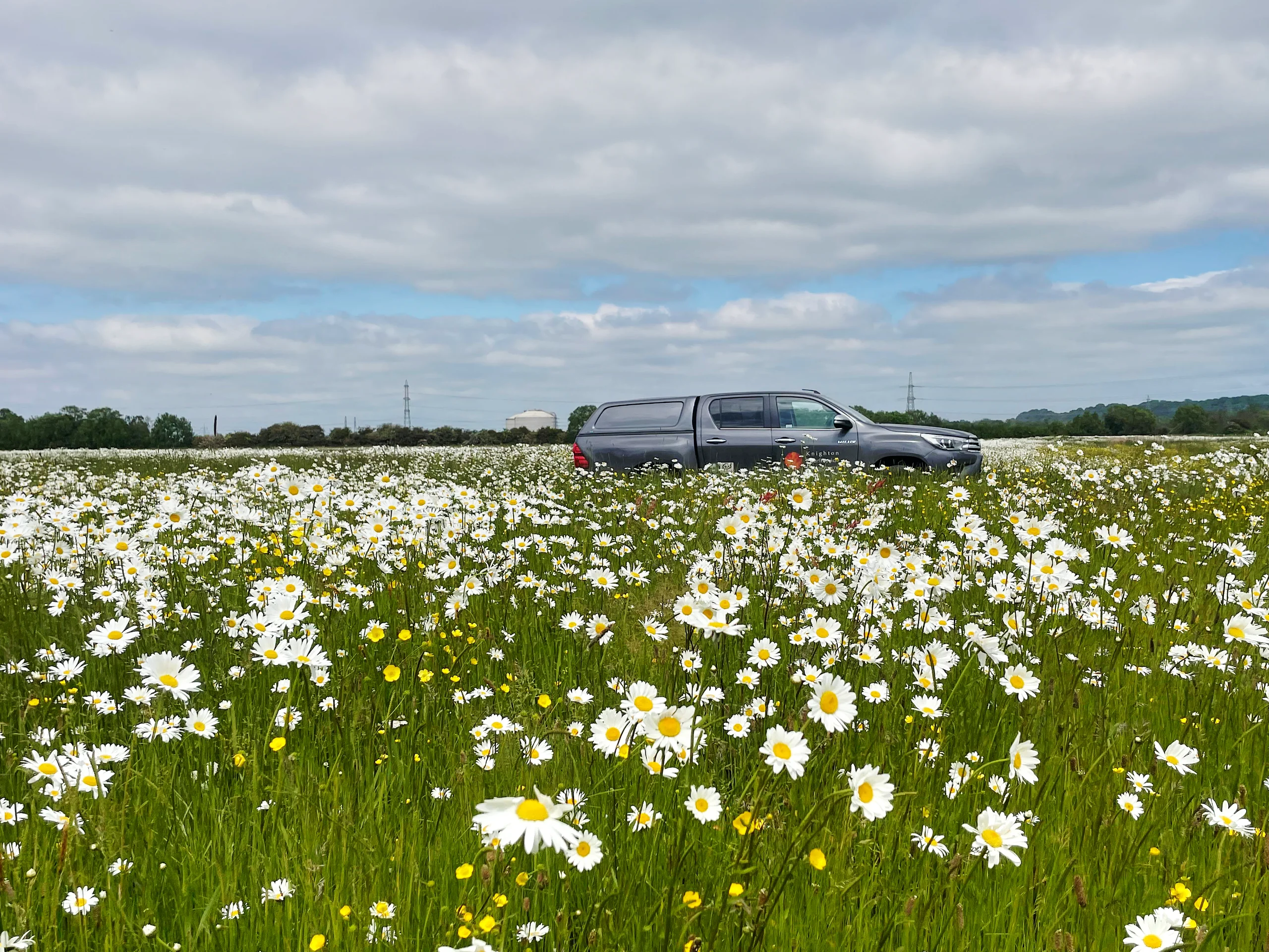 Meadow