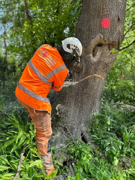 A Knighton Countryside Management tree surgeon felling a tree with ash dieback