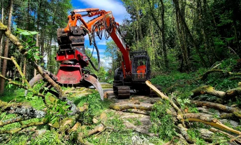 Ash Dieback clearing