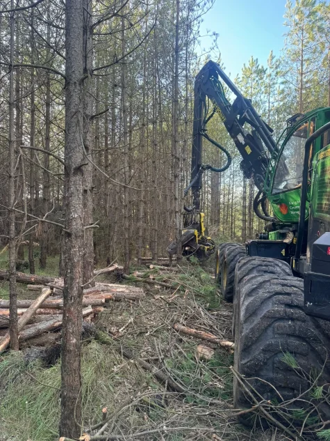 Thinning trees