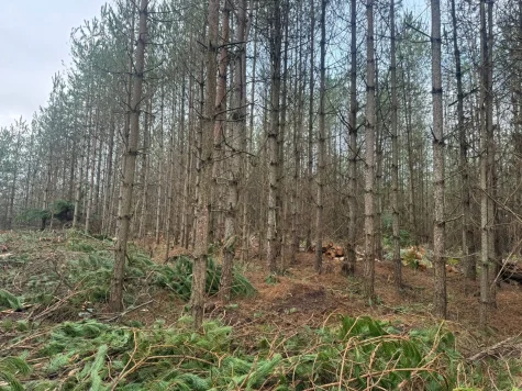 Trees ready for thinning