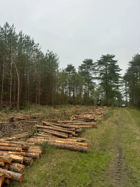 Wood ready for processing